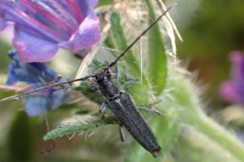 Réf. 324 332 : Opsilia coerulescens